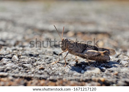 Close up view of a blue-winged grasshopper