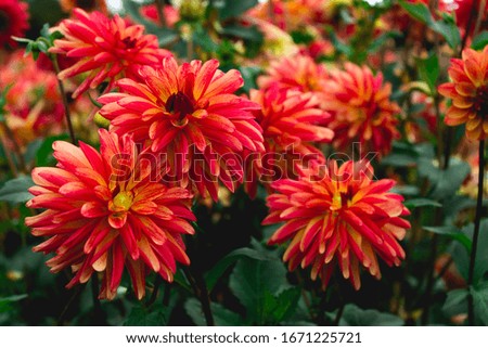Soft bright delicate dahlia flowers