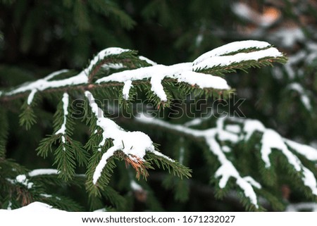 White snow on spruce branches in cold winter