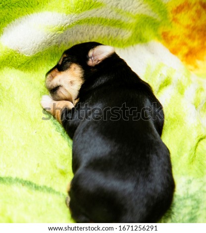 a small black Yorkshire Terrier puppy sleeps on a white background
