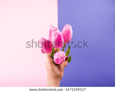 Female hand with red manicure holding beautiful tulips on pink and purple backdrop. Festive flat lay mockup