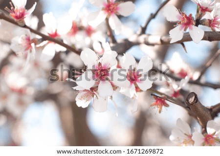 Plum blossoms in spring, white and pink blossoms.