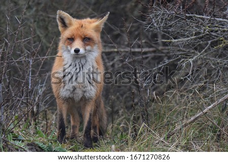 picture of a fox with room for text