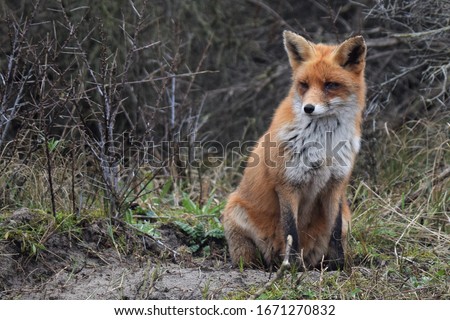 picture of a fox with room for text