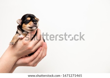 a small black Yorkshire Terrier puppy in the hands on a white background