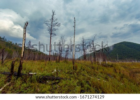 Beautiful landscape. Zeya reservoir, Amur region. Green grass grows in the middle of bare trunks of burnt trees against the background of hills