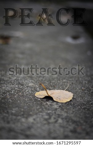 yellow old dry leaf with shallow depth of field, Nature Beauty 