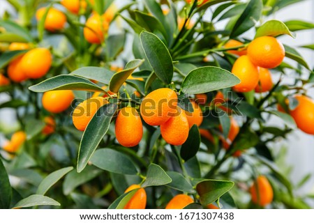 Fortunella margarita Kumquats ( cumquats )  foliage and Oval fruits on kumquat  dwarf  tree. Royalty-Free Stock Photo #1671307438