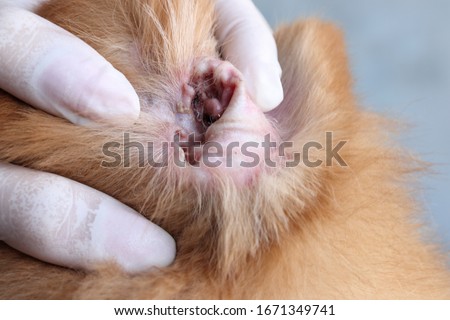 Vet wearing medical glove checking the dirty of dog's ear before wipe out the dirt earwax or ear mite.  Royalty-Free Stock Photo #1671349741