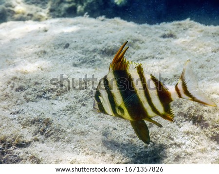 Redbanded Seabream Underwater (Pagrus auriga) Under the Sea Beautiful Fish