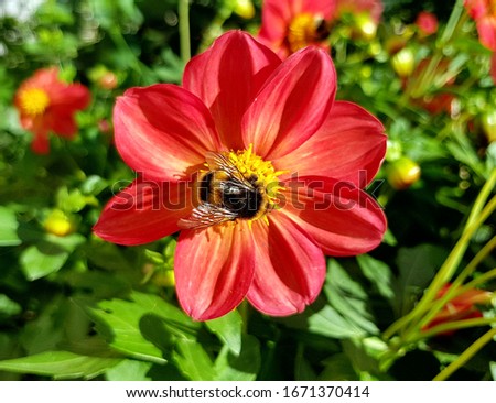 Colorful picture of a bee on a flower on a sunny day.