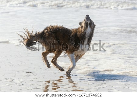 picture of a dog who runs through the water at the seacoast