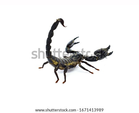 Black scorpion ready to fight isolated on white background, (Giant forest scorpions, Emperor Scorpion). Clipping path