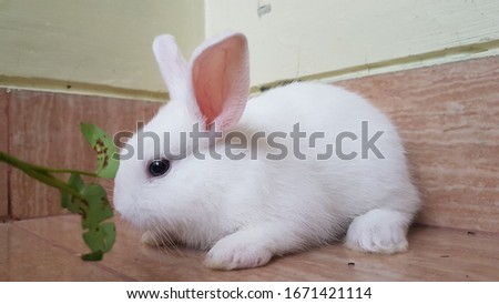 Adorable White Bunny Rabbit Outdoors in floor