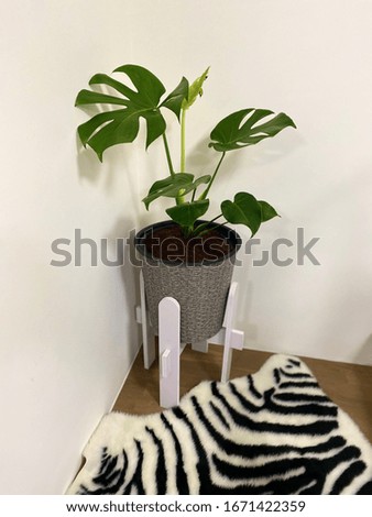 The monstera is put in house.