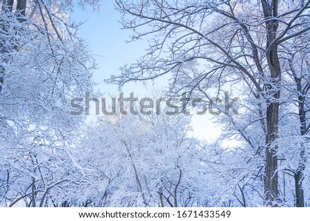 Branches after snow and clear sky