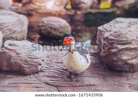 Muscovy duck on the Thai farm. Duck with red head.