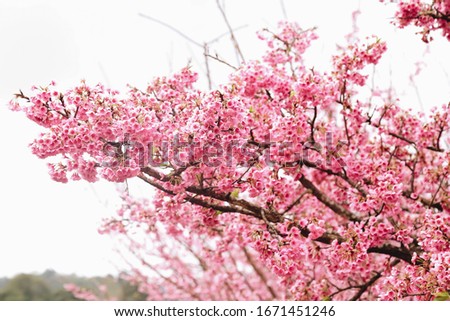 Beautiful sakura flower or cherry blossom