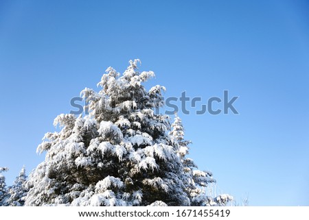 Pine branches and blue sky after snow