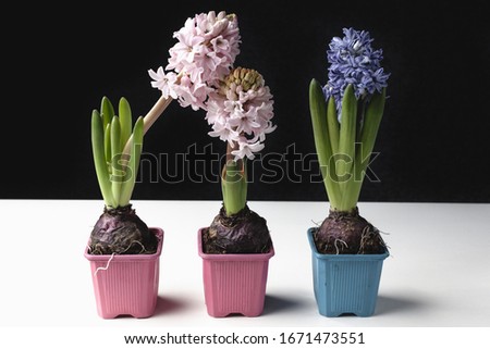 Beautiful flowers hyacinths on  black background. Place for text.
