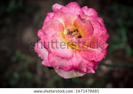 The rose is a type of flowering shrub. Its name comes from the Latin word Rosa.