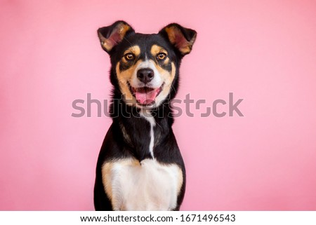 female dog in pink background. pet portraits. happy animals Royalty-Free Stock Photo #1671496543