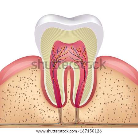 Healthy white tooth, gums and bone illustration, detailed anatomy