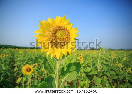 sunflower in sunflowers field under blue sky