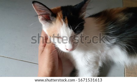 Cute cat looking comfortable being pet with hand.