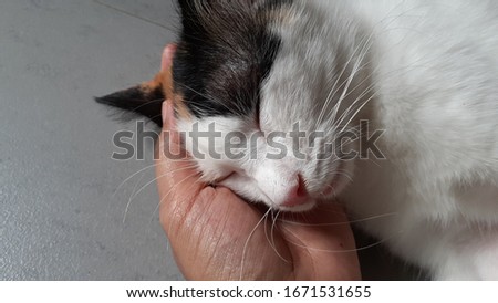 Cute cat looking comfortable being pet with hand.
