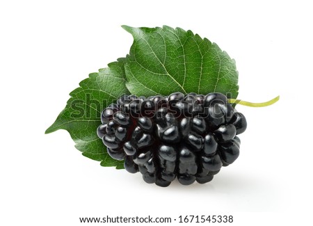 mulberry fruit with green leaves isolated on white background Royalty-Free Stock Photo #1671545338