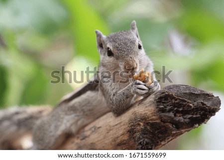 Squirrel when hungry calm pose 