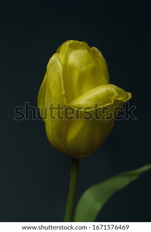 Yellow tulip with green leaves on a black background.