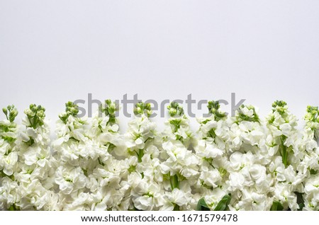 Flat lay of white color Matthiola Incana flowers put on white background for spring flower season concept.