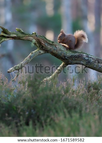Red squirrel, Sciurus vulgaris, single mammal in branch,            Scotland, March 2020