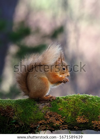 Red squirrel, Sciurus vulgaris, single mammal in branch,            Scotland, March 2020