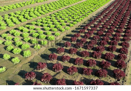 Red and green heads of lettuce growing in a field, Lower Saxony, Germany