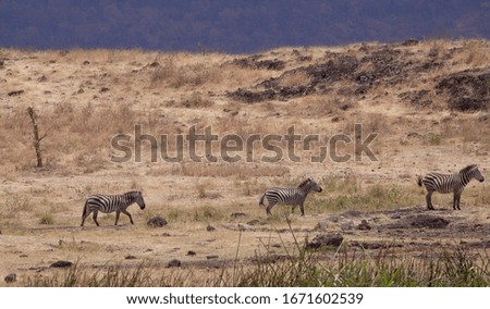 Zebras walking in the Ngorongoro Crater. Tanzania