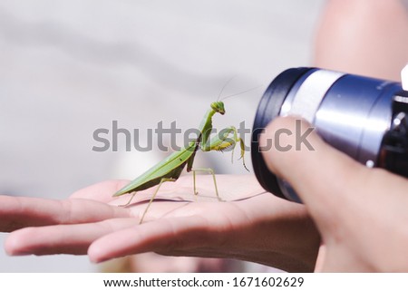 Macro picture of big green mantis on hand