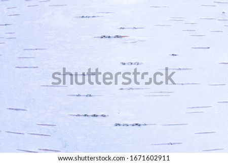 The birch bark texture or background. The macro shot is made by means of stacking technology