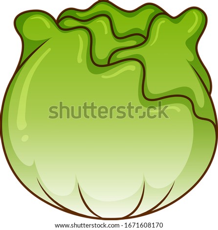 One big cabbage on white background illustration