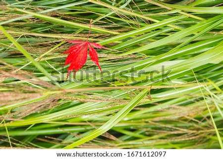 A single red Japanes maple leaf is laid with Japanese silver grass (Miscanthus sinensis ‘Morning Light’) at Bellevue Botanical Garden, Bellevue, Washington, USA.
