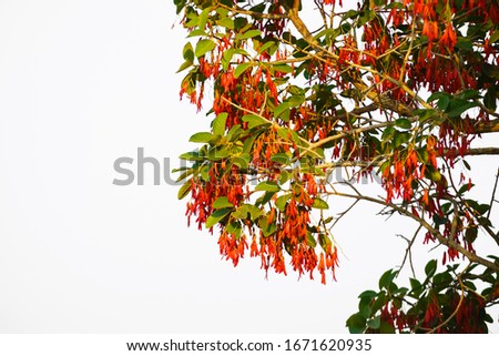 Hairy Keruing tree Is a plant with red flowers isolated on white background and clipping path. The name of science : Dipterocarpus obtusifolius Teijsm. ex Miq 