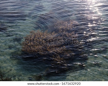 Seaweed in the sea at Koh Mud Sum small island near Koh Samui island, Thailand.