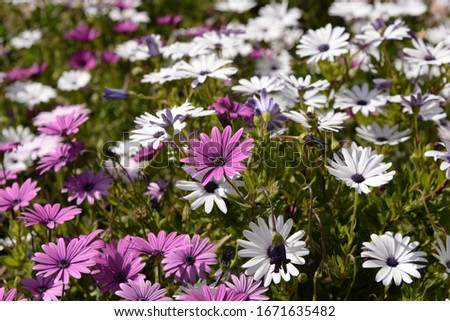 daisies in the province of Alicante, Costa Blanca, Spain
