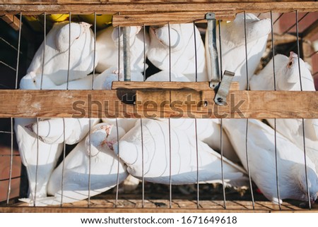 Beautiful birds locked up. White domestic pigeons sit in a makeshift wooden cage. Photography, concept. Wedding surprise. Imprisonment.