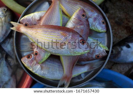 Rani FIsh or Pink Perch Fish, Ratnagiri, Maharashtra, India