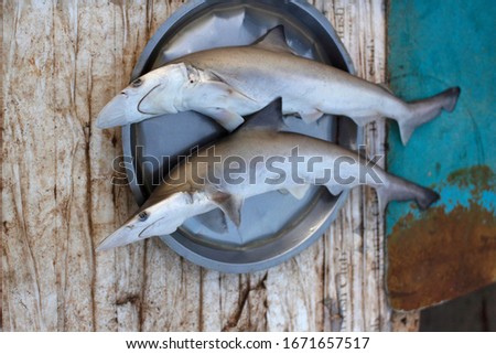 Scoliodon or Shark or Mori fish, Ratnagiri, Maharashtra, India