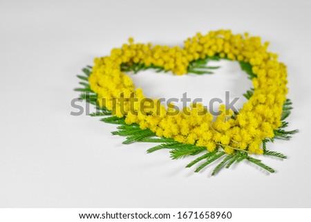Heart shaped mimosa on a white background. Side view. On white background with copy space.  Blurred background can inserting the text of the customer.