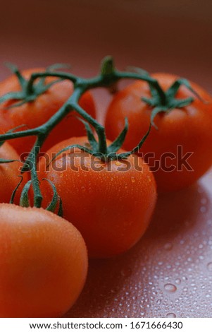 Red tomatoes on a branch with drops of water close-up lie on the table. Natural healthy tomatoes from biological agriculture. Concept: agriculture, tomato, nature 